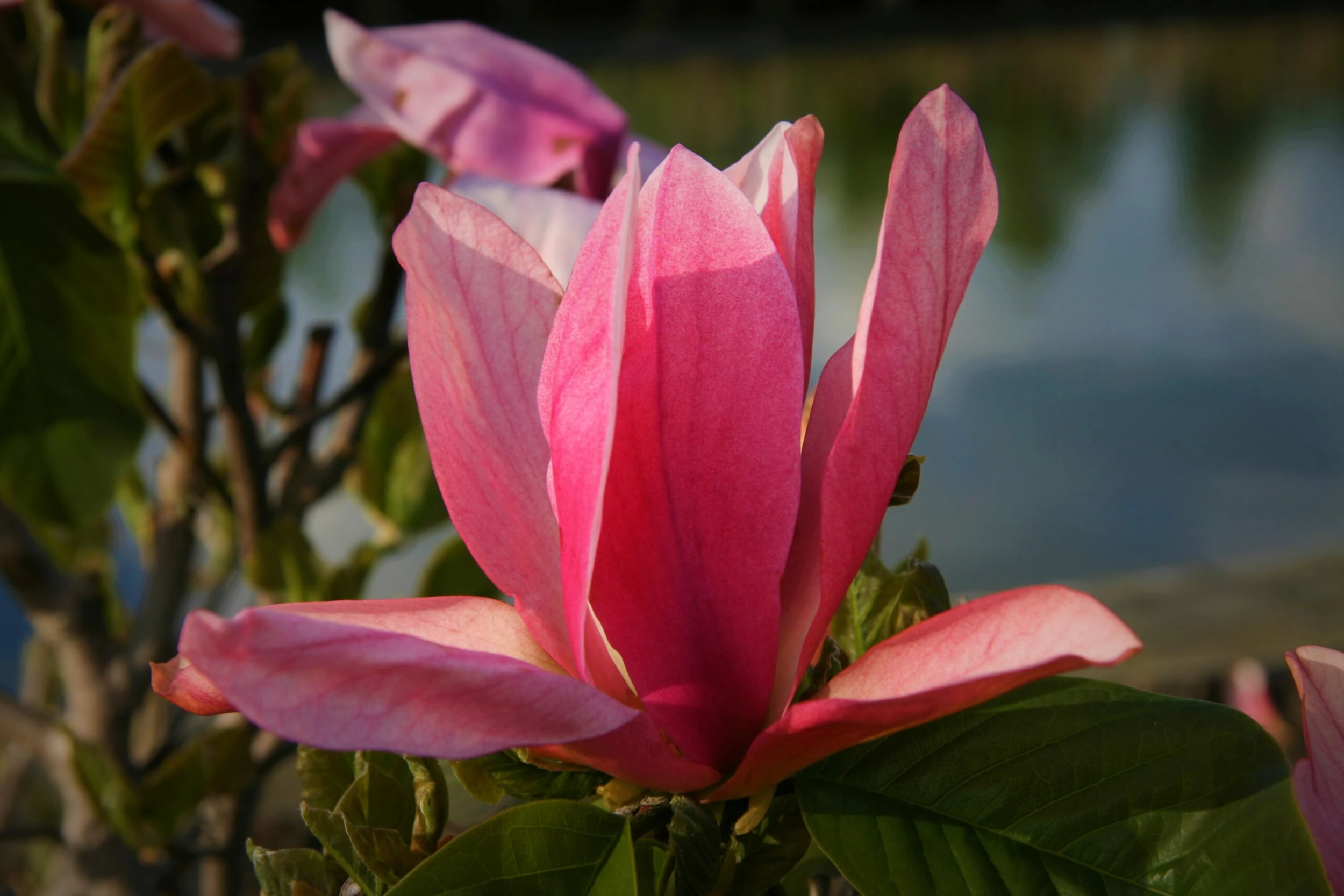 Magnolia ‘Daybreak’ 4 Magnolia ‘Daybreak’ - Afbeelding 2