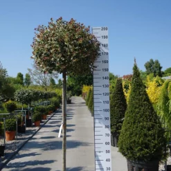 Ilex Aquifolium ‘Variegata Aurea’