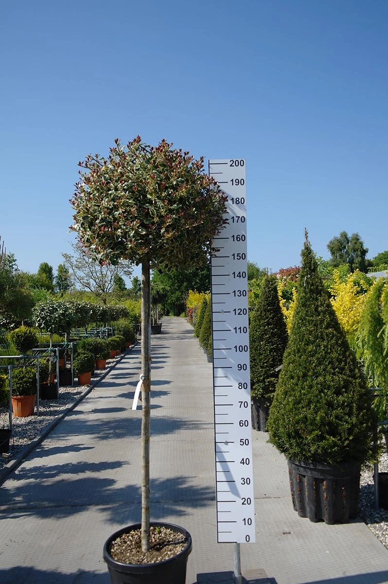 Ilex Aquifolium ‘Variegata Aurea’ 3 Ilex Aquifolium ‘Variegata Aurea’