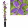 Clematis So Many ‘Lavender Flowers’ -Huisdecoratie Winkel K301.16335 Clematis So Many® Lavender Flowers PBR S 90 scaled 2