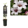 Clematis Princess Kate PBR -Huisdecoratie Winkel K303.36708 Clematis Princess Kate PBR S pot scaled 1