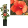 Campsis T. ‘Madame Galen’ – Trompetklimmer -Huisdecoratie Winkel K303.46505 Campsis t. Madame Galen S pot scaled 1