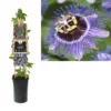 Passiflora ‘Purple Rain’ – Passiebloem -Huisdecoratie Winkel K303.75905 Passiflora Purple Rain S pot scaled 1