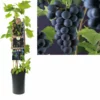 Vitis ‘Rembrandt’ – Blauwe Druif 2 Vitis ‘Rembrandt’ – Blauwe Druif -Huisdecoratie Winkel K303.97805 Vitis Rembrandt S pot scaled 1