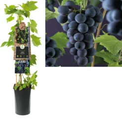 Vitis ‘Rembrandt’ – Blauwe Druif