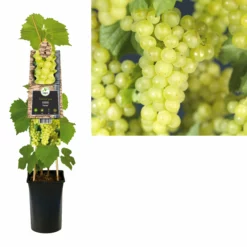 Vitis ‘Supaga’ – Witte Druif