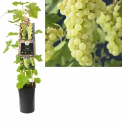 Vitis ‘Vroege Van Der Laan’ – Witte Druif