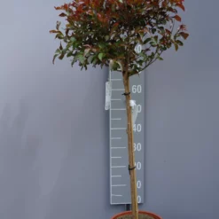 Lagerstroemia Indica ‘Rhapsody In Pink’ Op Stam