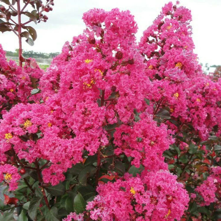 Lagerstroemia Indica ‘Pink Velour’ Op Stam 4 Lagerstroemia Indica ‘Pink Velour’ Op Stam - Afbeelding 2