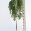 Larix Kaempferi âStiff Weeperâ 2 Larix Kaempferi âStiff Weeperâ -Huisdecoratie Winkel Larix Stiff Weeper 120 scaled 1