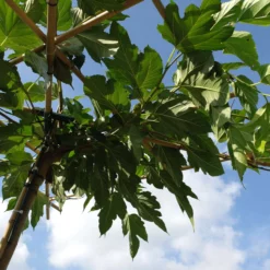 Morus Alba Fruitless Dakvorm -Huisdecoratie Winkel Morus alba fruitless blad scaled 1