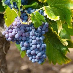 Vitis Vinifera ‘Muscat Blue’ – Muskaatdruif
