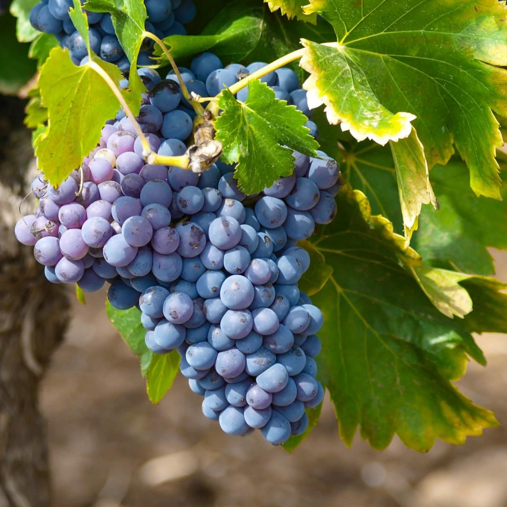 Vitis Vinifera ‘Muscat Blue’ – Muskaatdruif 3 Vitis Vinifera ‘Muscat Blue’ – Muskaatdruif
