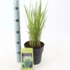 Panicum Virgatum ‘Northwind’ -Huisdecoratie Winkel Panicum virgatum Northwind p23 2