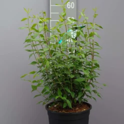 Philadelphus ‘Lemoinei’