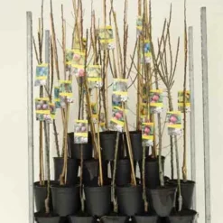 Malus Zuilappel ‘MCIntosch’ -Huisdecoratie Winkel Pos 9. Saulenobst i.s