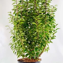 Prunus Lusitanica Angustifolia