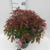 Pieris Japonica ‘Red Mill’ -Huisdecoratie Winkel Red mill C5 zij