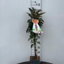 Malus Zuilappel ‘Red Leaf’