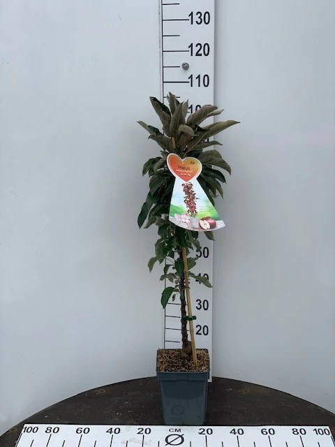 Malus Zuilappel ‘Red Leaf’ 3 Malus Zuilappel ‘Red Leaf’