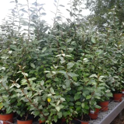 Voorkant -Huisdecoratie Winkel SAM 0177 scaled 1