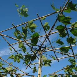 Platanus Hispanica – Dakplataan -Huisdecoratie Winkel SAM 0194 scaled 1