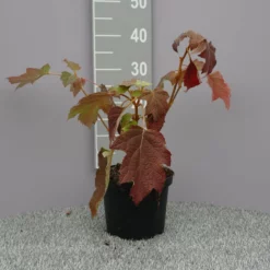 Hydrangea Quercifolia ‘Harmony’