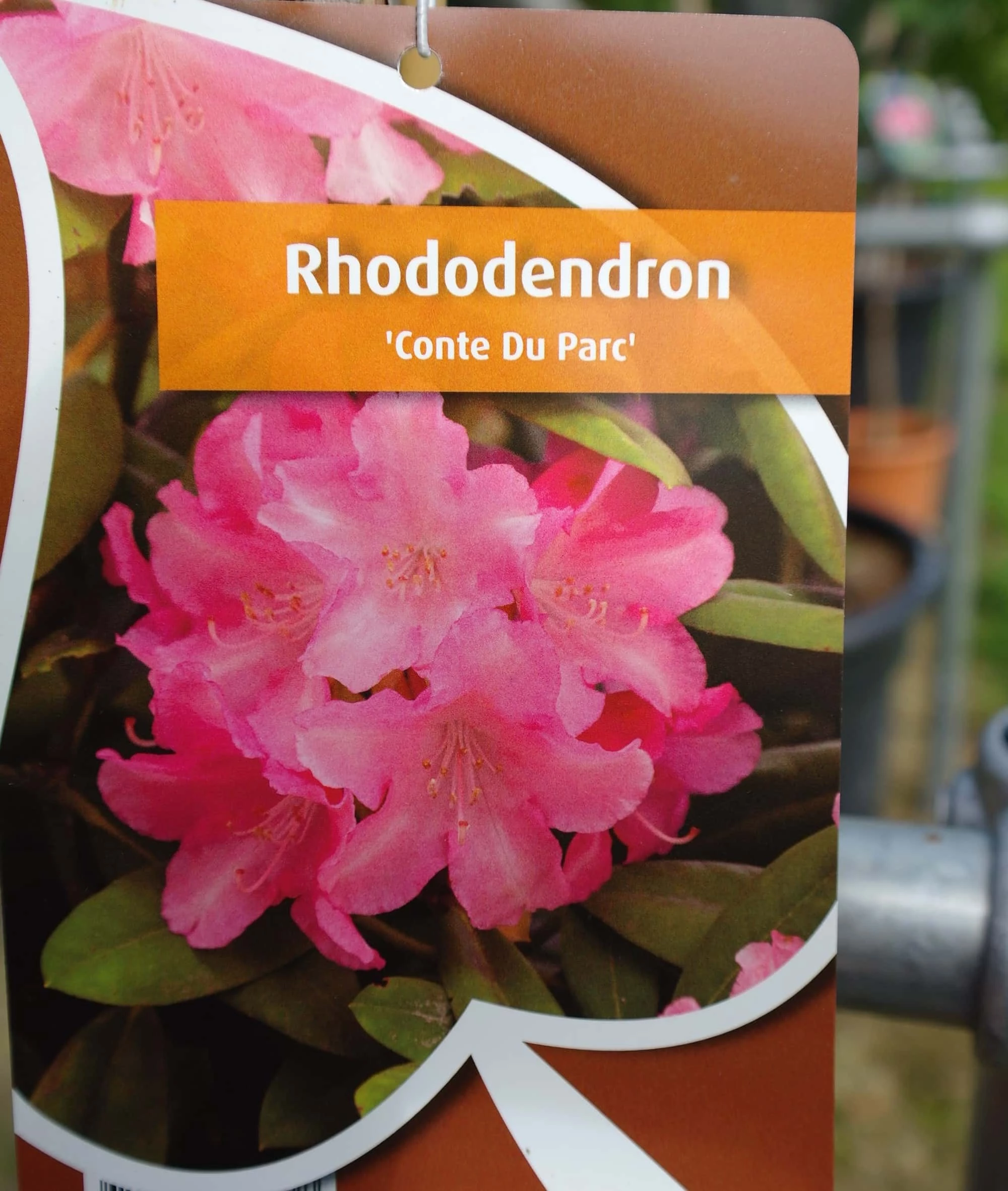 Rhododendron ‘Conte Du Parc’ Op Stam – Roze 4 Rhododendron ‘Conte Du Parc’ Op Stam – Roze - Afbeelding 2
