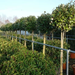 Elaeagnus Ebbingei Compacta Op Stam 140 Cm Stam