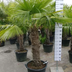 Palmboom Trachycarpus Fortunei (stam 90 – 100 Cm) -Huisdecoratie Winkel SAM 5677 scaled 1