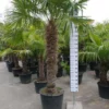Palmboom Trachycarpus Fortunei (stam 160 – 170 Cm) -Huisdecoratie Winkel SAM 5680 scaled 1