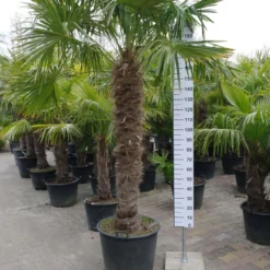 Palmboom Trachycarpus Fortunei (stam 150-160 Cm)