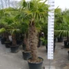 Palmboom Trachycarpus Fortunei (stam 130-140 Cm) 2 Palmboom Trachycarpus Fortunei (stam 130-140 Cm) -Huisdecoratie Winkel SAM 5689 scaled 1