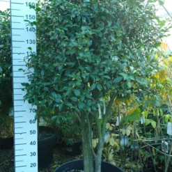 Camellia X Williamsii