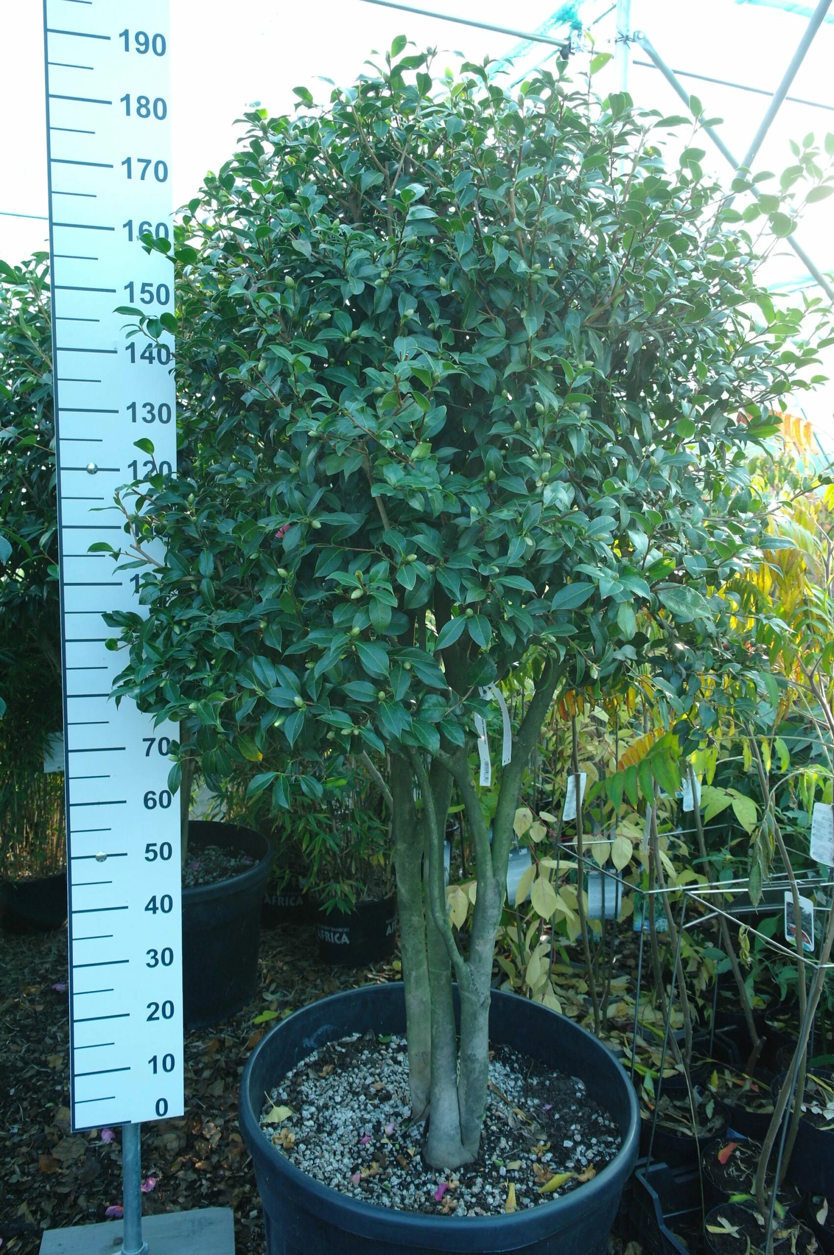 Camellia X Williamsii 3 Camellia X Williamsii