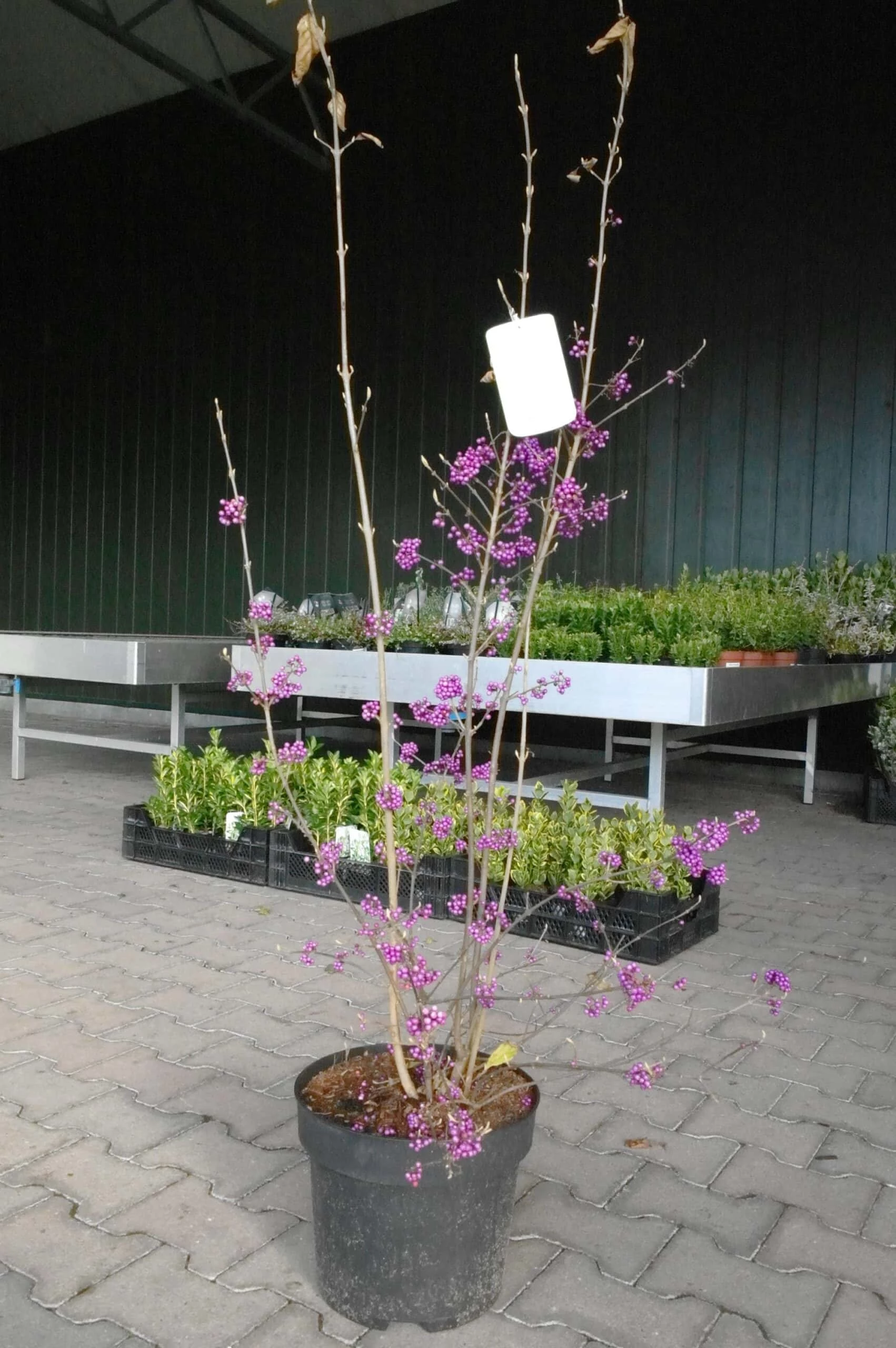 Callicarpa Bod. Profusion 5 Callicarpa Bod. Profusion - Afbeelding 3