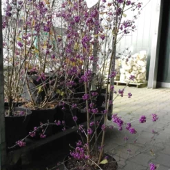 Callicarpa Bod. Profusion 10 Callicarpa Bod. Profusion -Huisdecoratie Winkel SAM 7479 e1572268175936 scaled 1