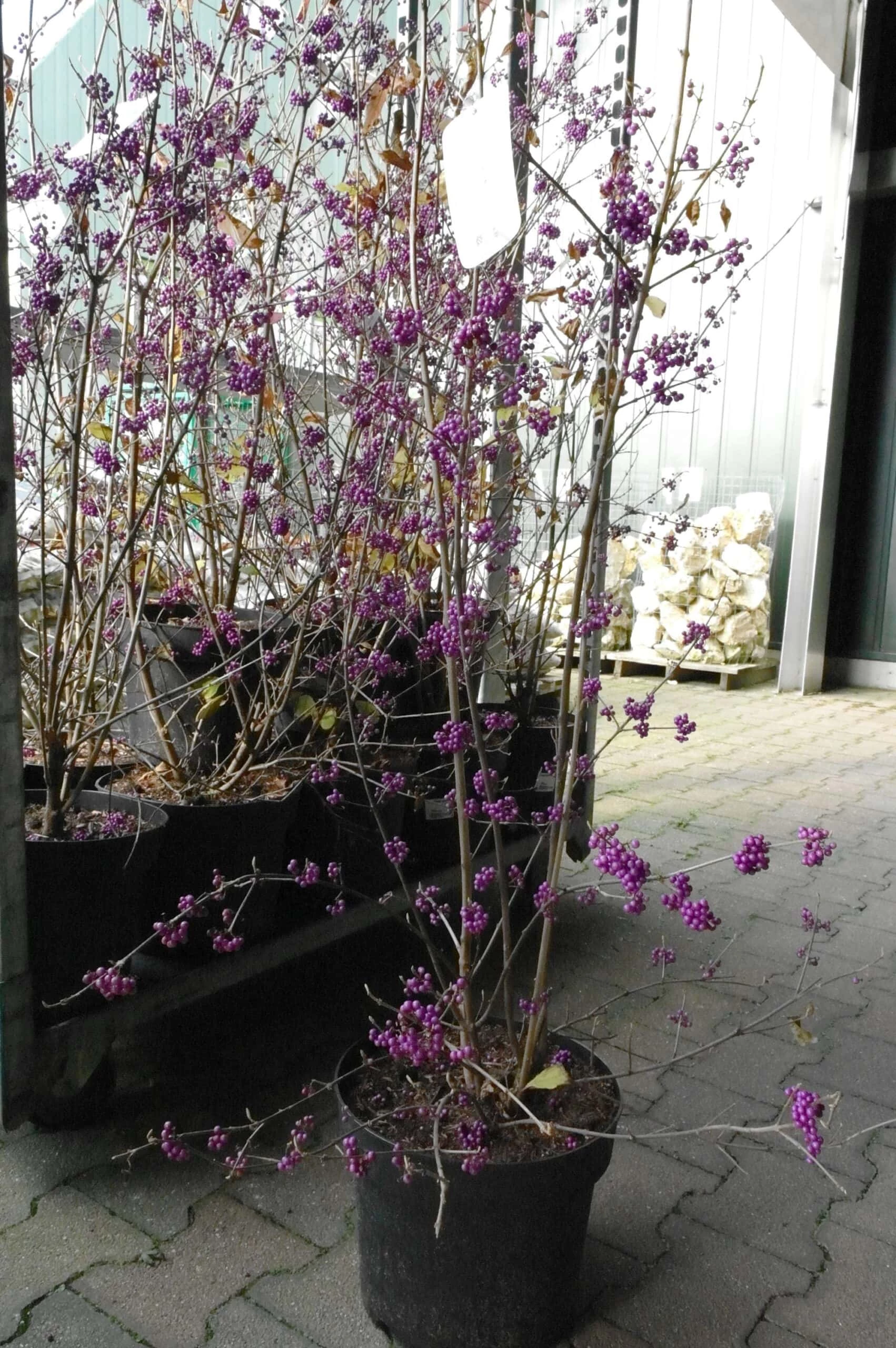 Callicarpa Bod. Profusion 6 Callicarpa Bod. Profusion - Afbeelding 4