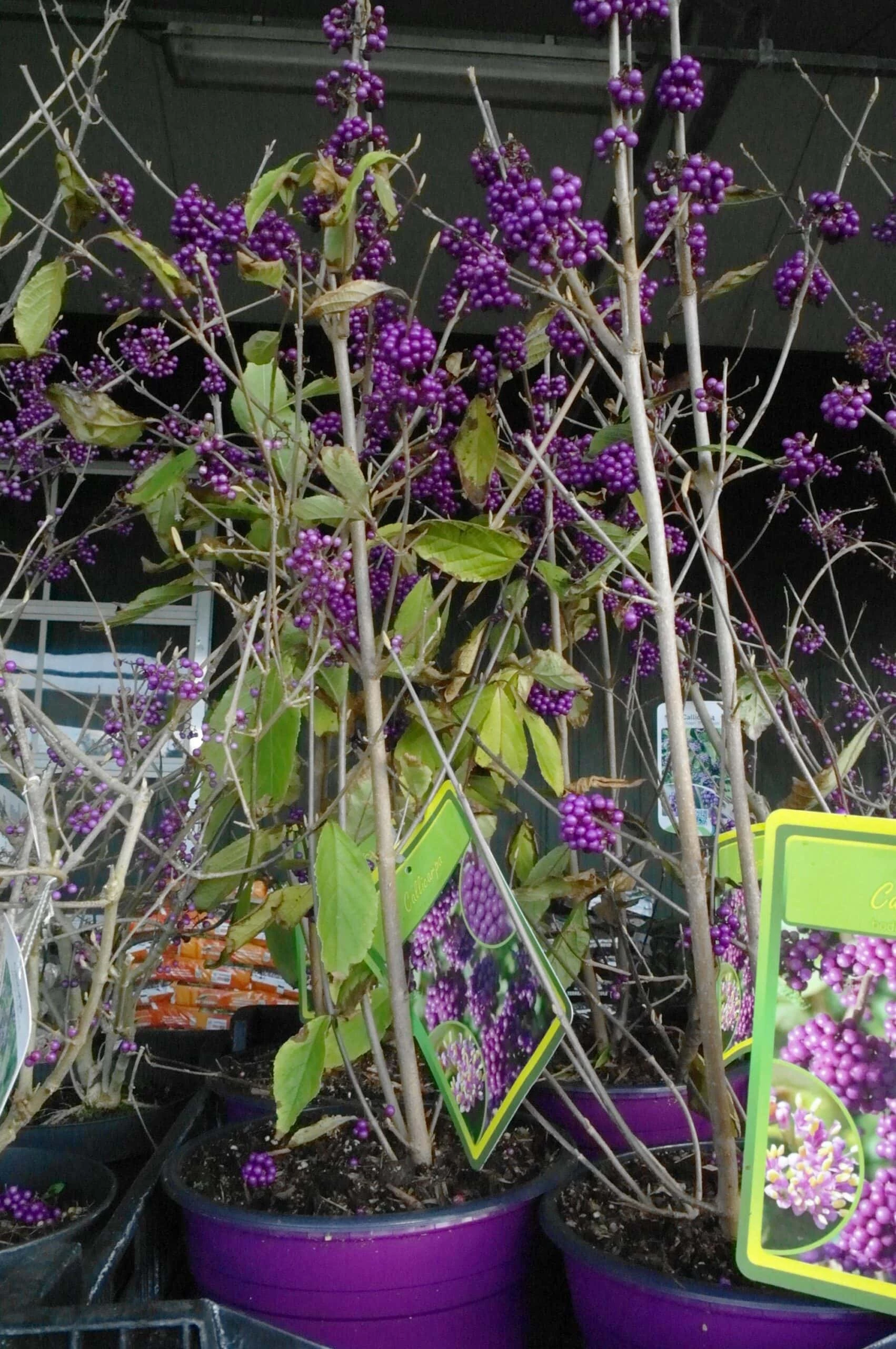 Callicarpa Bod. Profusion 4 Callicarpa Bod. Profusion - Afbeelding 2