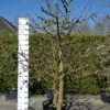 Prunus Avium ‘Regina’ -Huisdecoratie Winkel SAM 9487 scaled 1