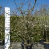 Prunus Avium ‘Kordia’ -Huisdecoratie Winkel SAM 9490 scaled 1