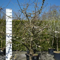 Prunus Avium ‘Kordia’