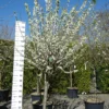 Prunus Domestica ‘Mirabelle De Nancy’ Halfstam -Huisdecoratie Winkel SAM 9492 scaled 1