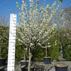 Prunus Domestica ‘Mirabelle De Nancy’ Halfstam