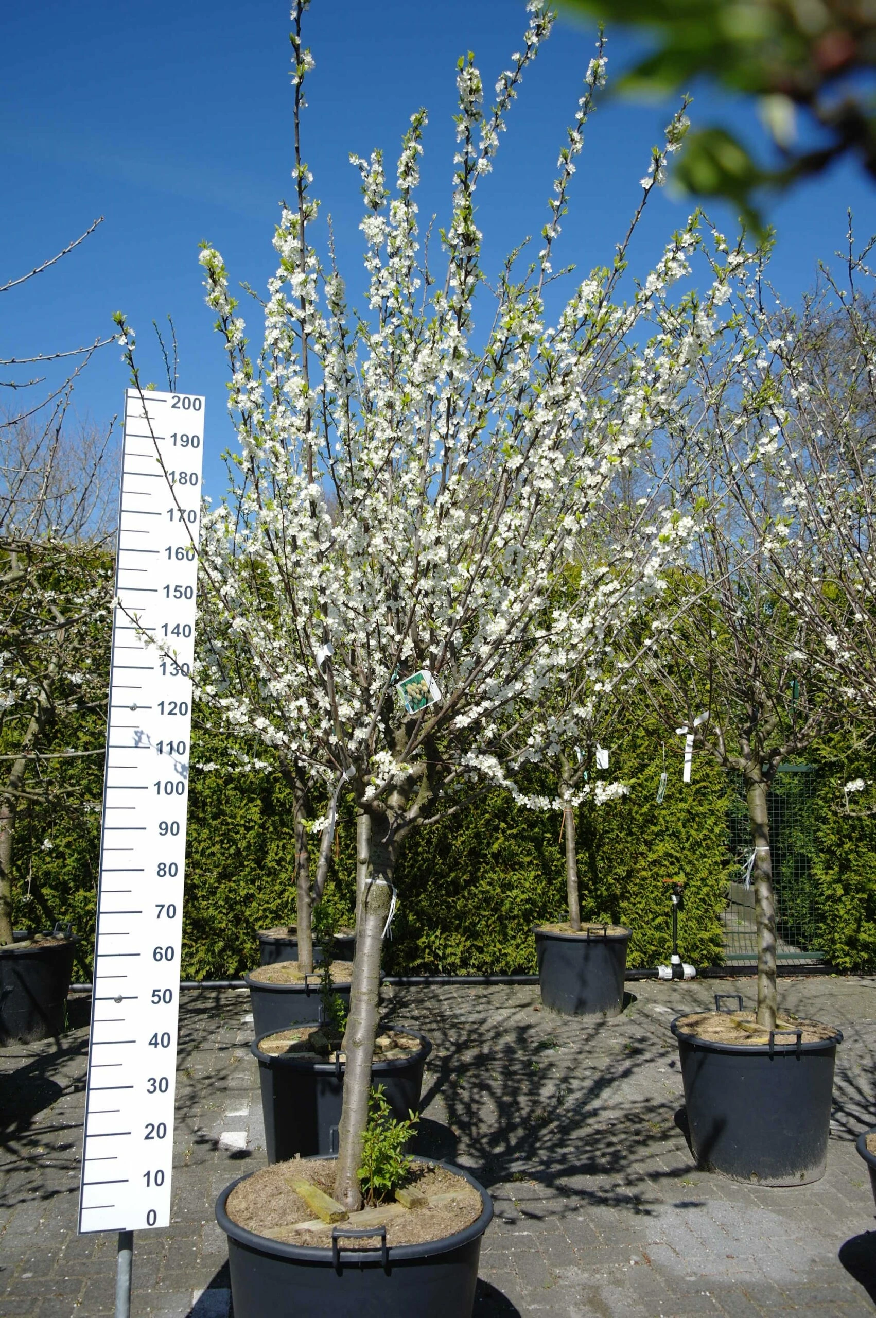 Prunus Domestica ‘Mirabelle De Nancy’ Halfstam 3 Prunus Domestica ‘Mirabelle De Nancy’ Halfstam