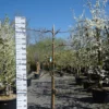 Malus Fuji 1 Malus Fuji -Huisdecoratie Winkel SAM 9508 scaled 1