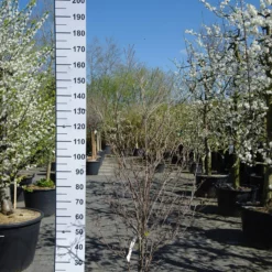 Cornus Kousa ‘China Girl’