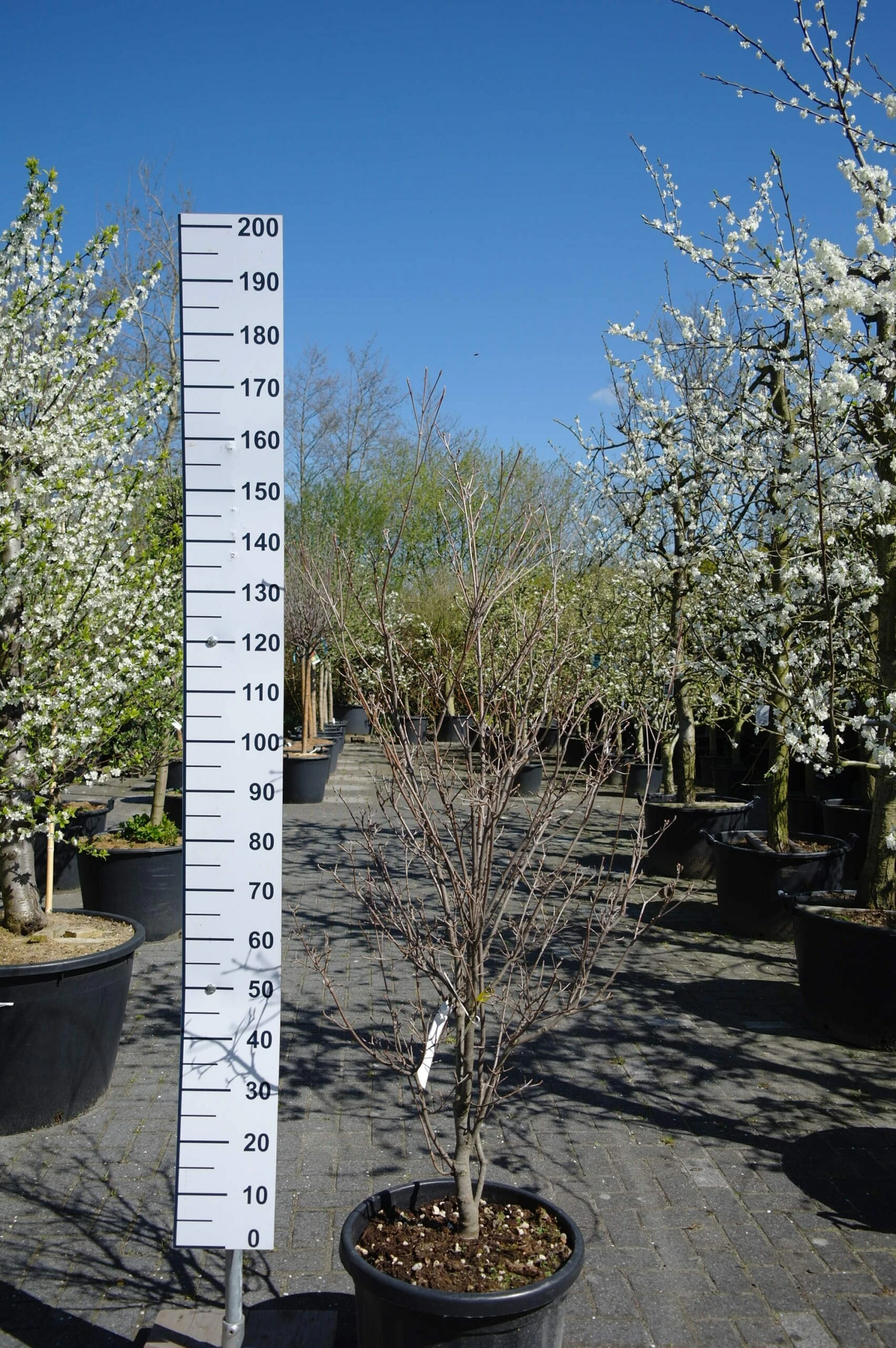 Cornus Kousa ‘China Girl’ 3 Cornus Kousa ‘China Girl’