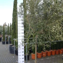 Olijfboom – Olea Europaea Leccino