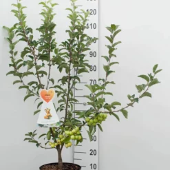 Malus ‘Golden Hornet’